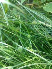 Cyperus brevifolioides