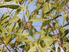 Auriparus flaviceps