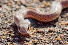 Western Beaked Snake photo 2