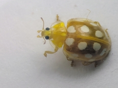 Halyzia sedecimguttata