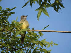 Tyrannus vociferans