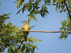 Tyrannus vociferans
