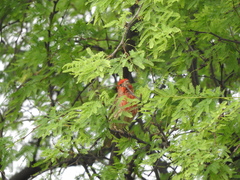 Haemorhous mexicanus