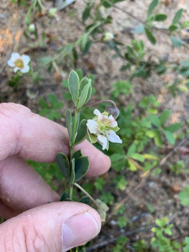 Roepera sessilifolia (Roepera sessilifolia)