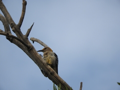 Melanerpes aurifrons