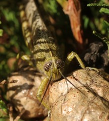 Anacridium aegyptium