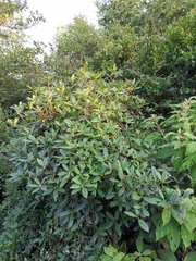 Rhododendron ovatum