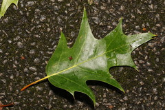 Quercus rubra — photo 3