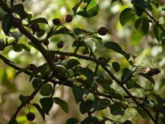Pyrus cordata