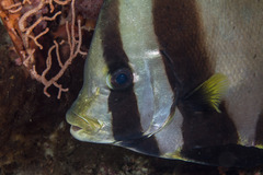 Platax pinnatus