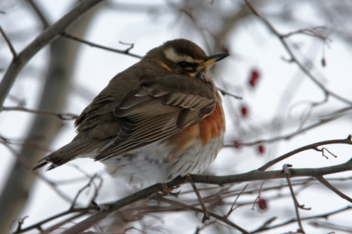 Redwing, 9852 Warfstermolen, Niederlande, photo 8 of 10