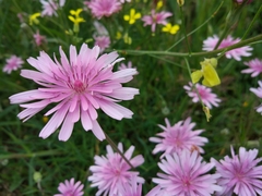 Crepis rubra