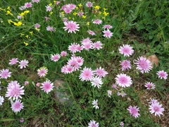 Crepis rubra