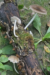 Pluteus septocystidiatus