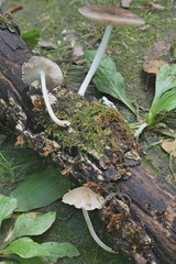 Pluteus septocystidiatus
