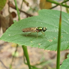 Sargus bipunctatus