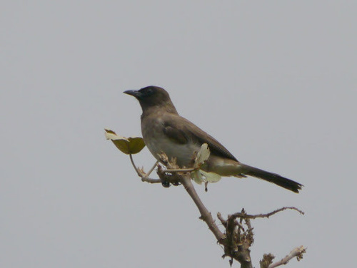 Common Bulbul