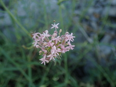 Centranthus lecoqii