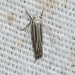 Polyhymno luteostrigella