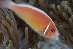 False Skunkstriped Anemonefish photo 2
