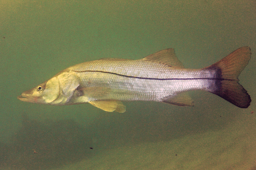 Common Snook