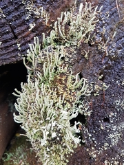 Cladonia polydactyla