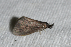 Cryptothelea gloverii