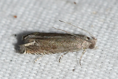 Epiblema minutana