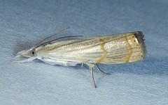 Parapediasia decorellus