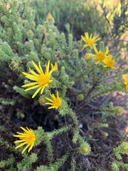 Cullumia reticulata