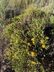 Cullumia reticulata