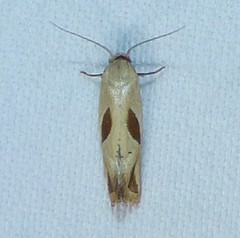 Eugnosta bimaculana