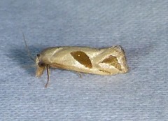 Eugnosta bimaculana