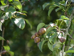 Pyrus cordata
