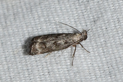 Dichomeris inversella