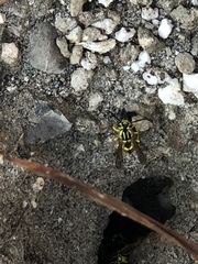 Vespula sulphurea