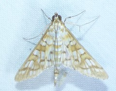 Epipagis fenestralis