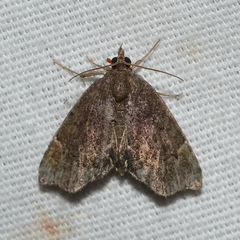 Cutina aluticolor
