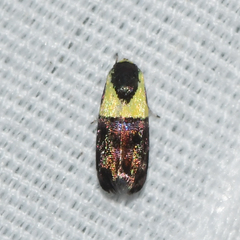 Rectiostoma xanthobasis