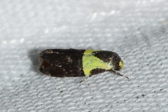 Rectiostoma xanthobasis