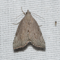 Cutina albopunctella