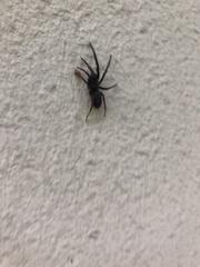Segestria florentina