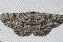 Hypomecis umbrosaria