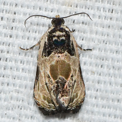 Olethreutes griseoalbana