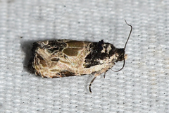 Olethreutes griseoalbana