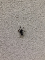 Segestria florentina