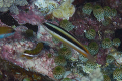 Thalassoma amblycephalus
