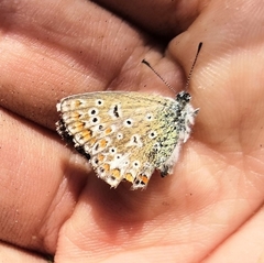 Polyommatus thersites