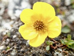 Ranunculus sulphureus