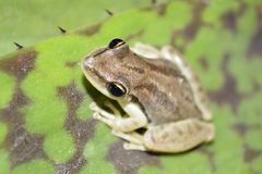 Scinax pachycrus